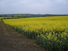 The path through the field