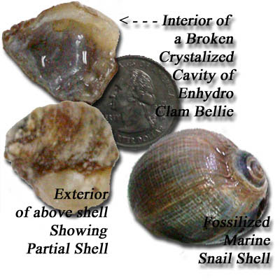Agatized Clam Bellie fragments, and fossil shell found lately by Frank of Newport
