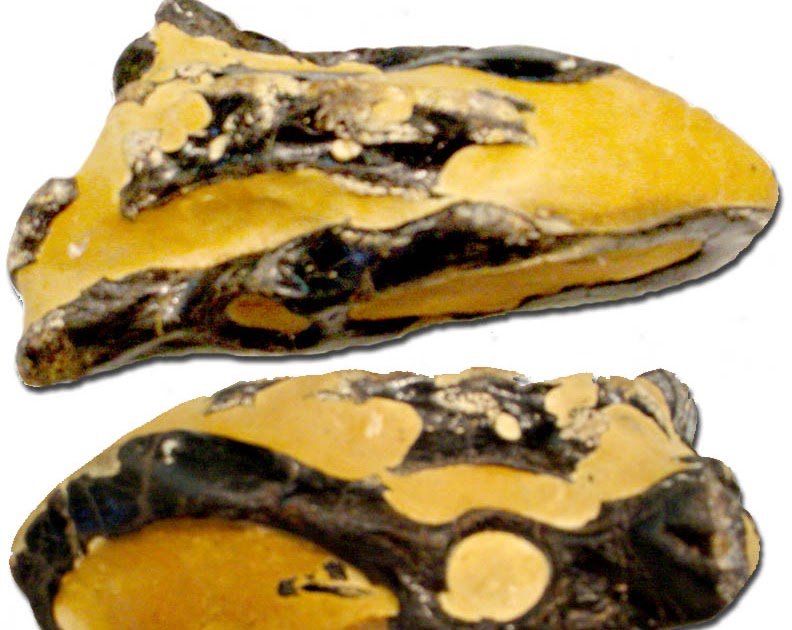 Agates of the Oregon Coast What is this fossil?