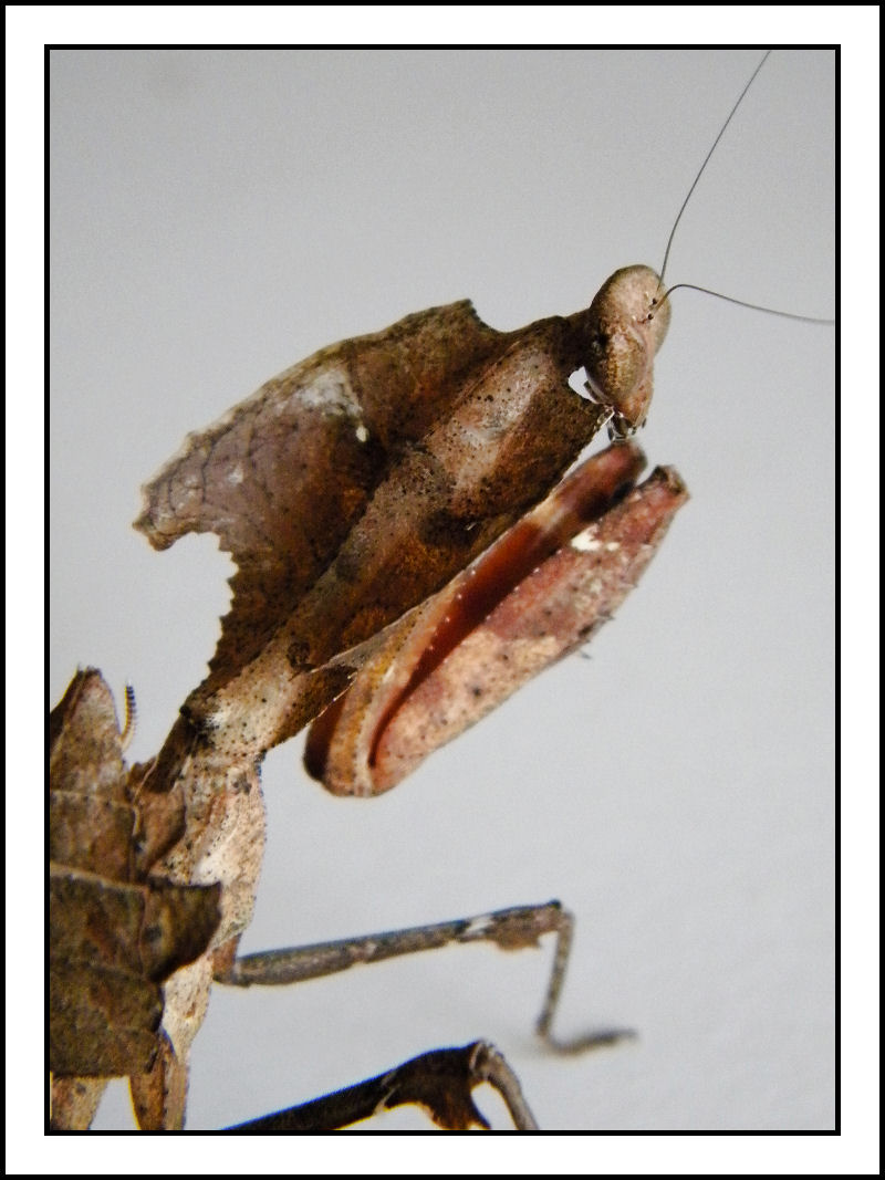 La menagerie de Valerie (Junilau15) Deroplatys-desiccata-11