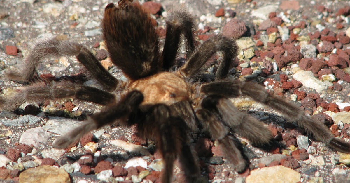The Lion's Game A Tarantula, the State Fair and Two Letterboxes