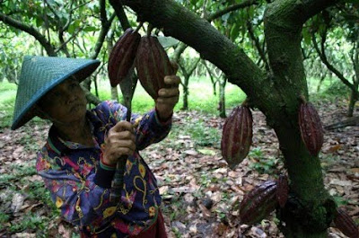 happy cocoa farmer