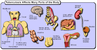 Organ tubuh Manusia