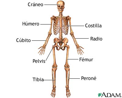 EL CRANEO SUS PARTES el craneo sus partes: