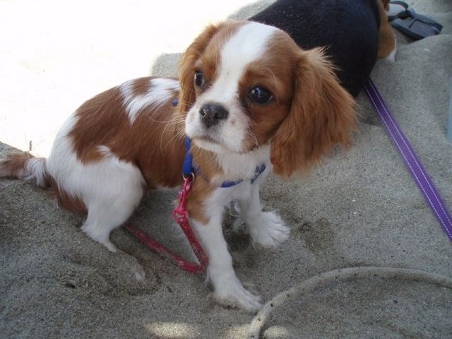 mare!