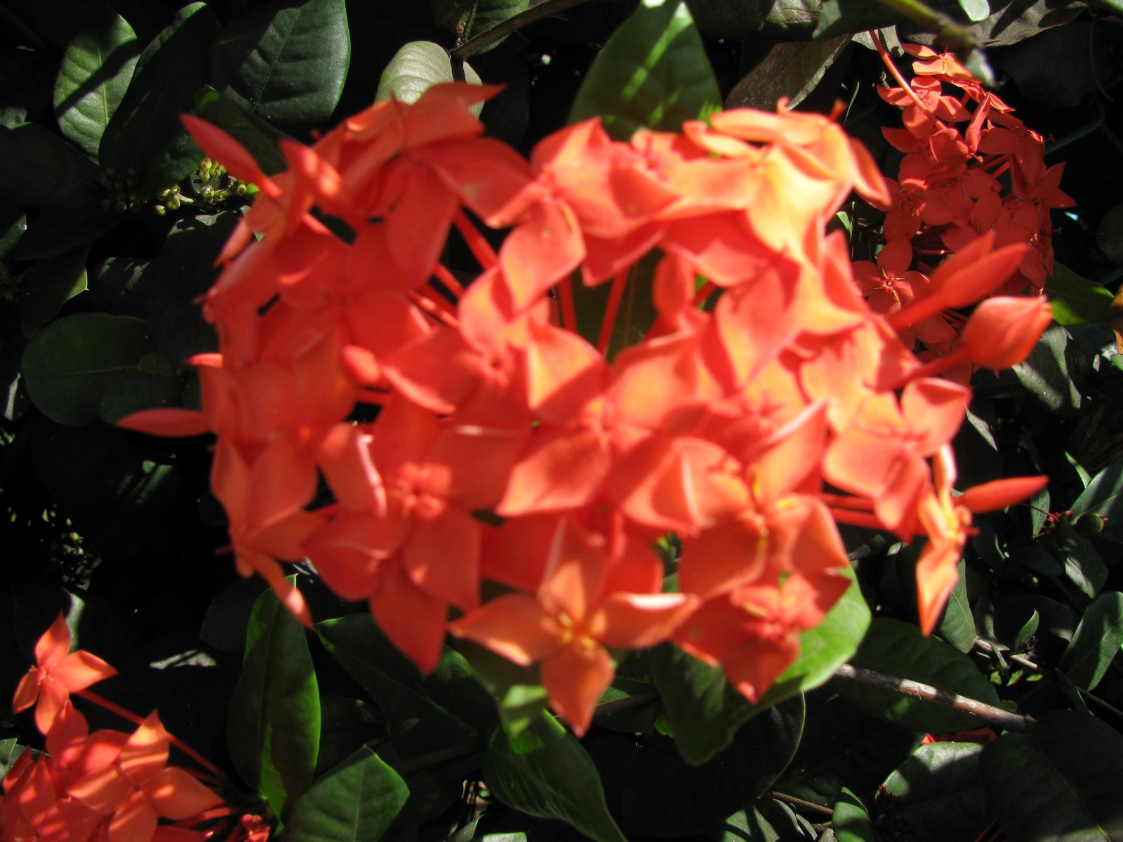 [IMG_1285.JPG]