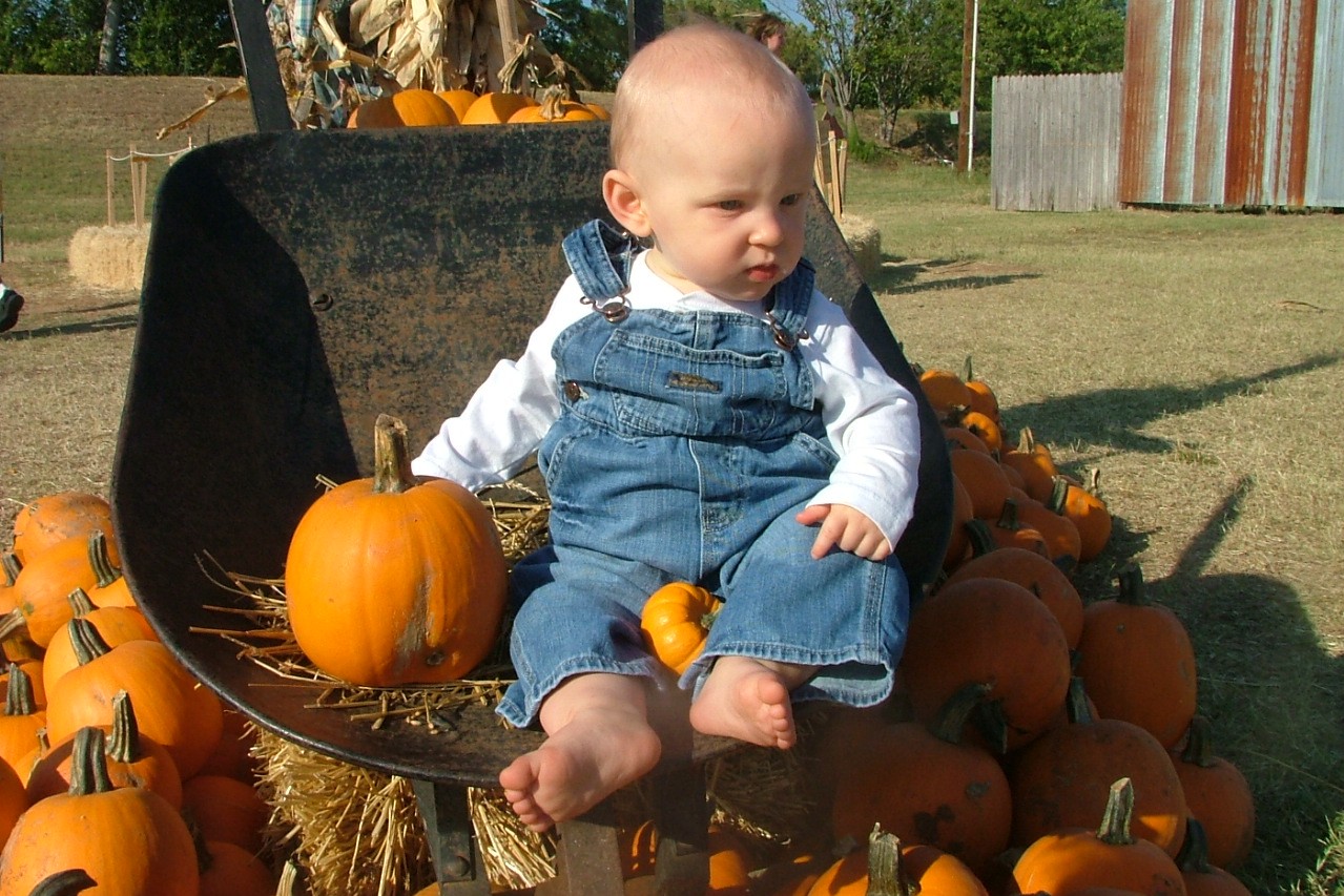 [cbug+wheelbarrow.jpg]