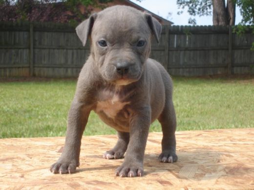 Discover Pit Bull dog names from multiple categories based on demeanor, 