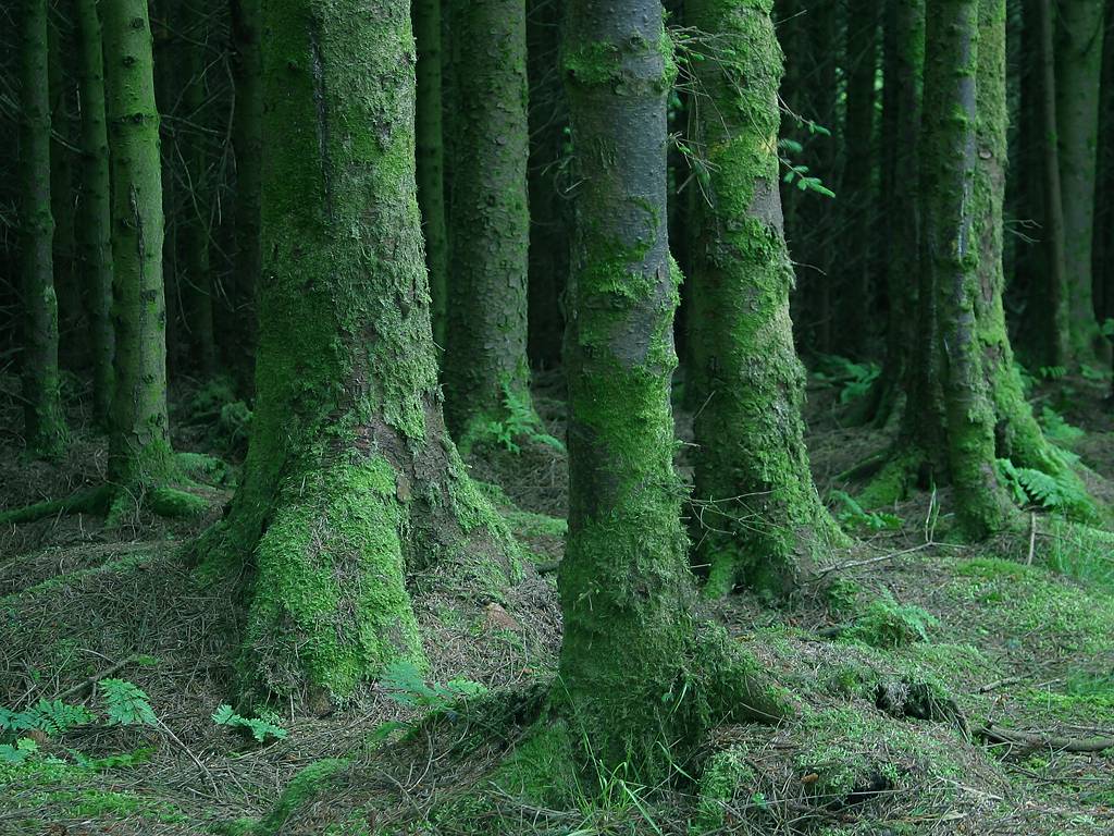 [ireland_100_bg_061602.jpg]