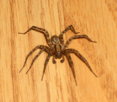 Giant%2BEvil%2BSpider.jpg