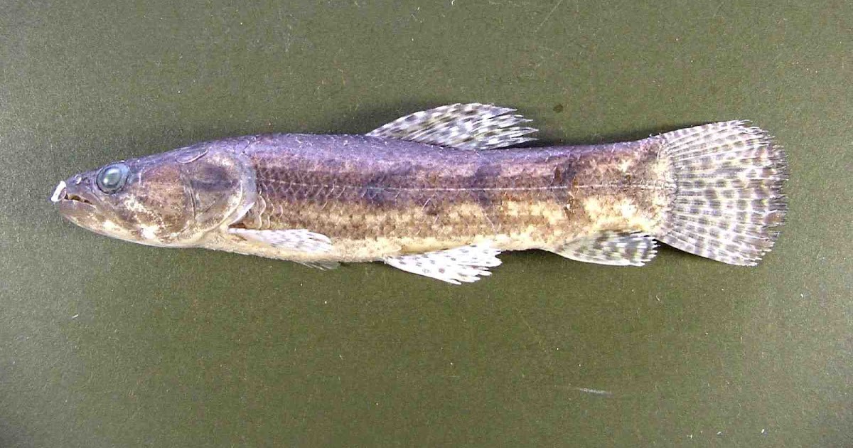 ANIMALES DEL LLANO GUABINA