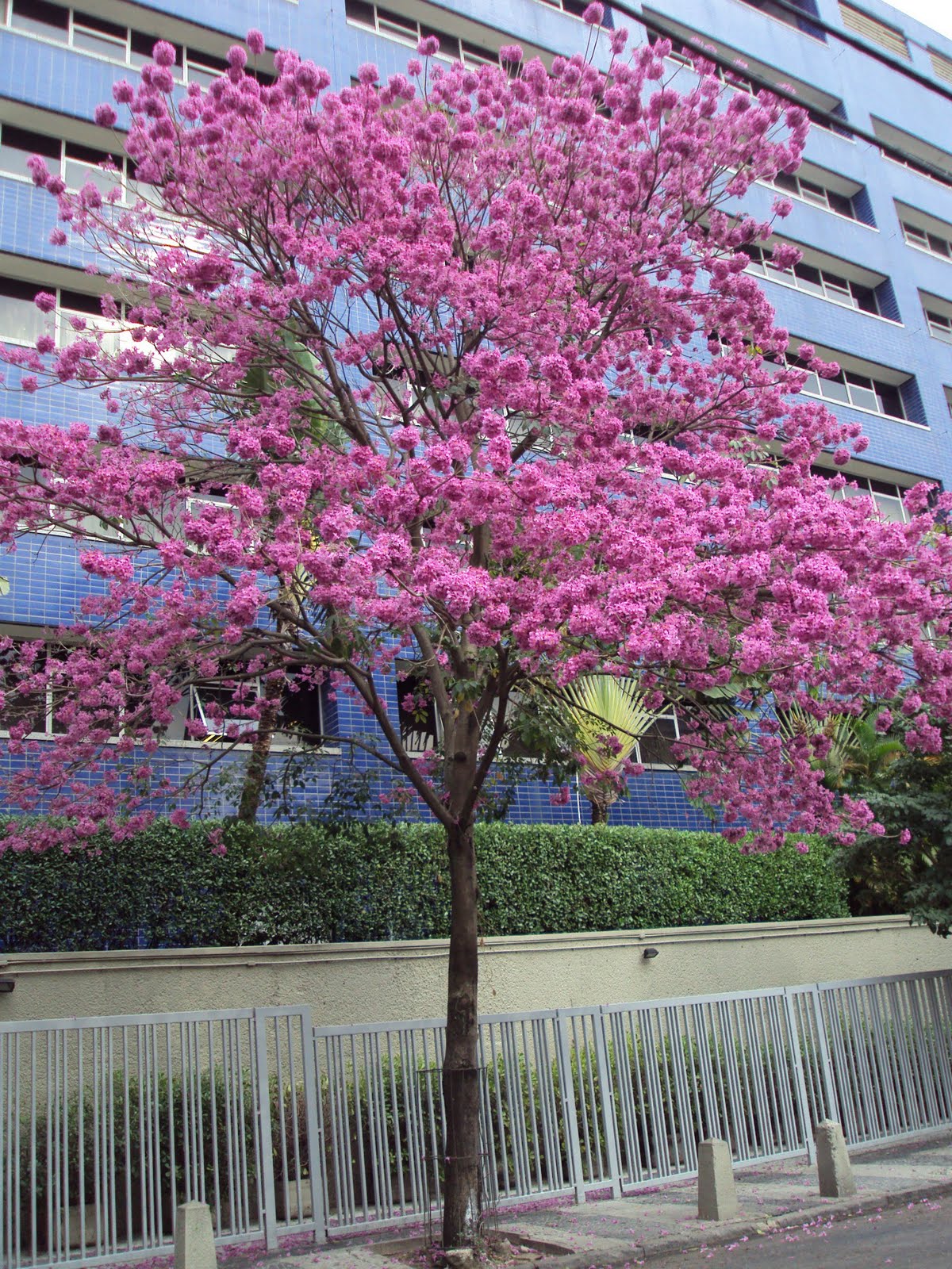 ipe de jardim arvore:Provance Home & Banho: Linda , lindaaaaaaaaaa!!!! ipe de jardim arvore:Provance Home & Banho: Linda , lindaaaaaaaaaa!!!!