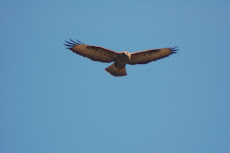 Águilas en Vallromanes(BCN), amenazadas por un proyecto urbanístico