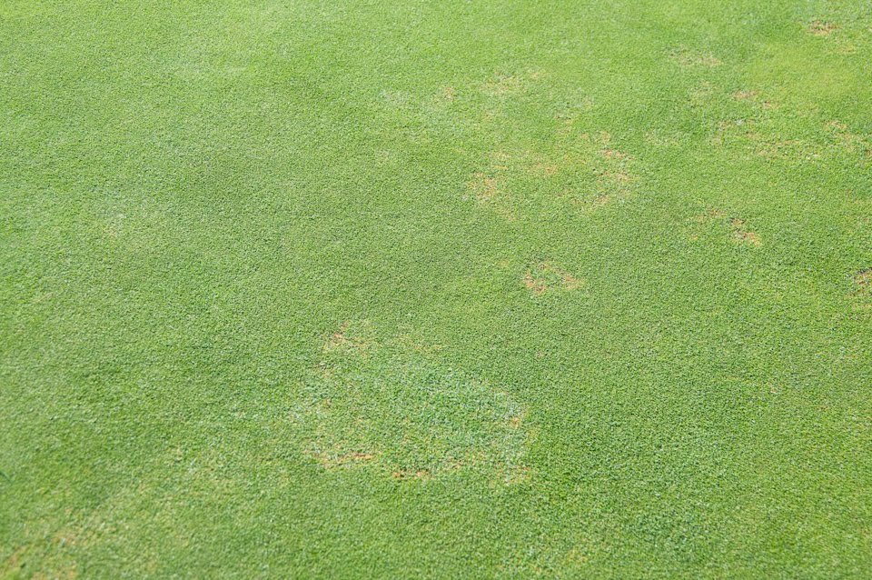 Turfgrass disease updates for golf courses Healthy grass makes weak