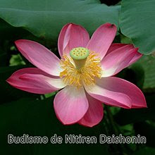 Baixe aqui o CD Budismo<br>de Nitiren Daishonin