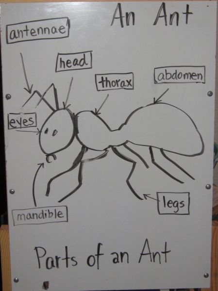 ant parts diagram