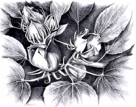 New Beginnings drawing New Beginnings Hibiscus Buds 8 x 10 graphite 