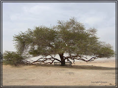 L'arbre de la vie au milieu du désert