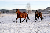Hästarna