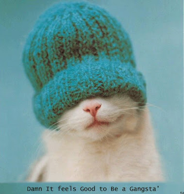 Pictures of Cats With Words funny cats with words. Pictures of Cats With Words