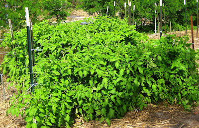 Indeterminant tomato