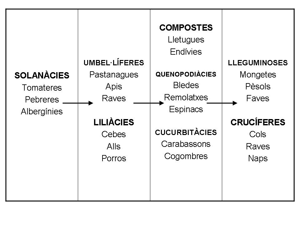 [Seminari+lâ€™hort+ecolÃ²gic+al+CP+Es+VedrÃ*.jpg]
