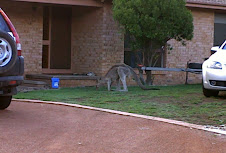 A real Kangaroo!