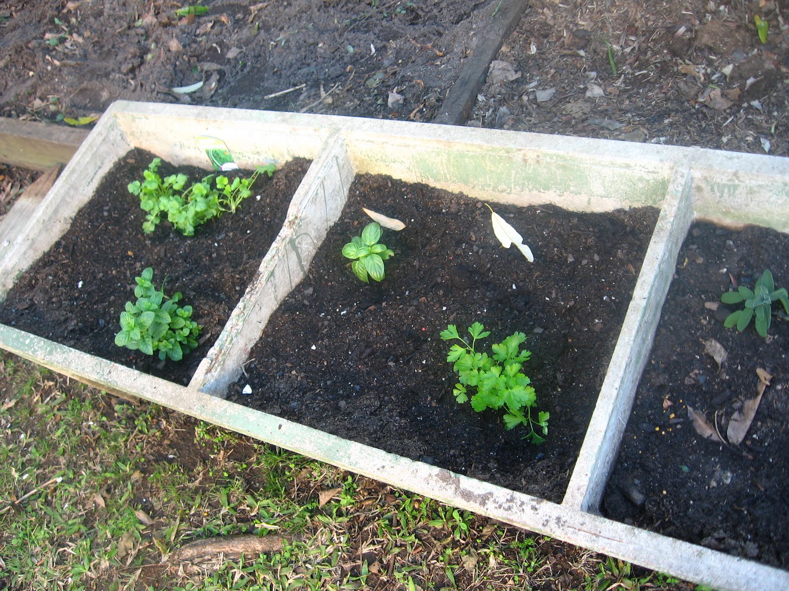 Fun and VJs: Herbs in a concrete laundry tub