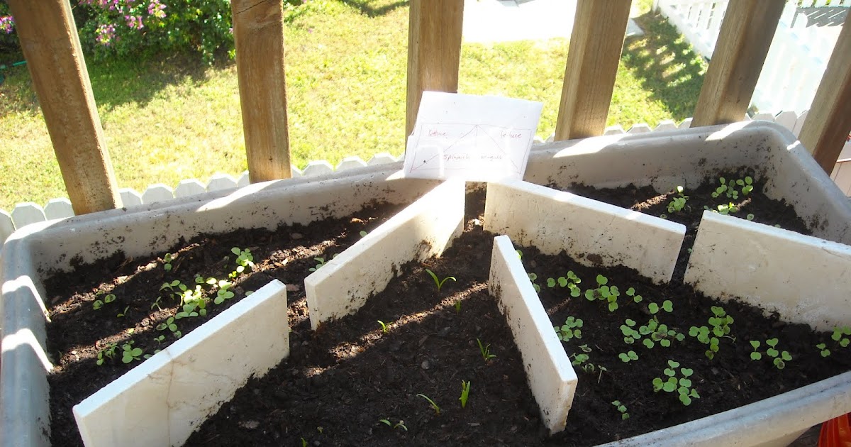 Mattyboo's Mind The 30 day lettuce box!