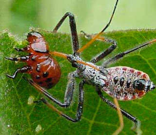 assasin bug