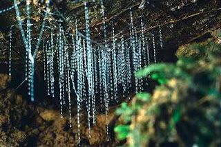 Arachnocampa luminosa