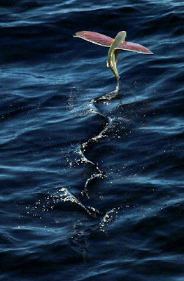 external image flying_fish2.JPG