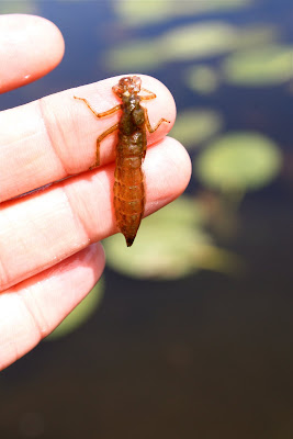 Dragonfly+nymph