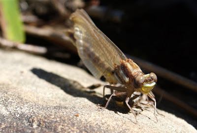 Dragonfly+wings+close+up