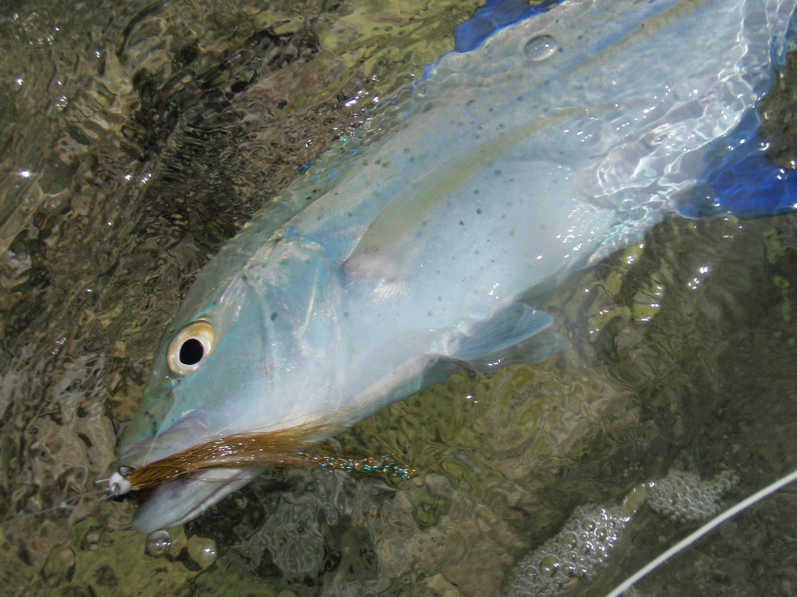 Fly Fishing Adventures Kauai on the fly