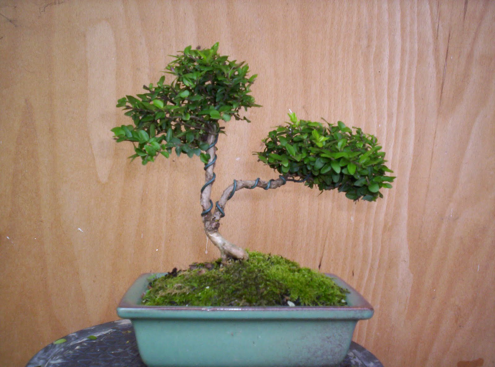 Bonsai Bollesz Blog Trpelonc Lonicera Nitida Bonsai Bollesz Blog Trpelonc Lonicera Nitida