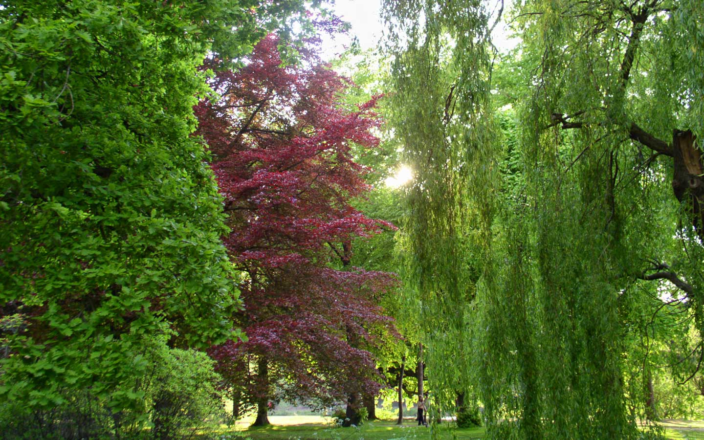 http://4.bp.blogspot.com/_rvFOYmJHIzo/TUQcvWzKgEI/AAAAAAAAAPM/SZ-TH9HQZG0/s1600/woodland-trees-red.jpg