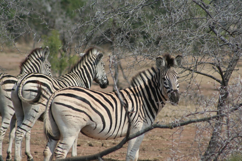 Riding with Zebras Sense Africa