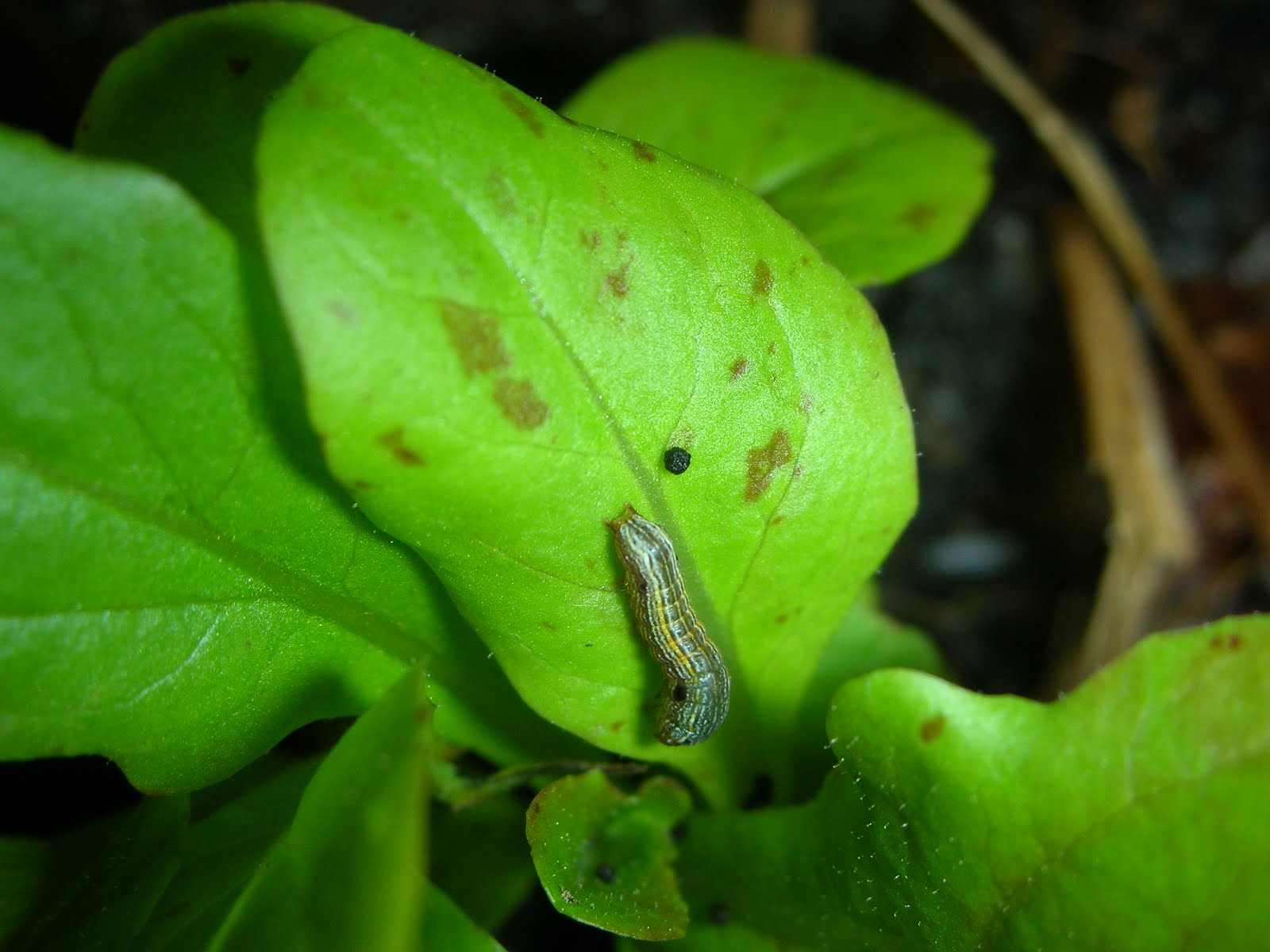 The Great Outdoors. Caterpillar Snacking On Lettuce.