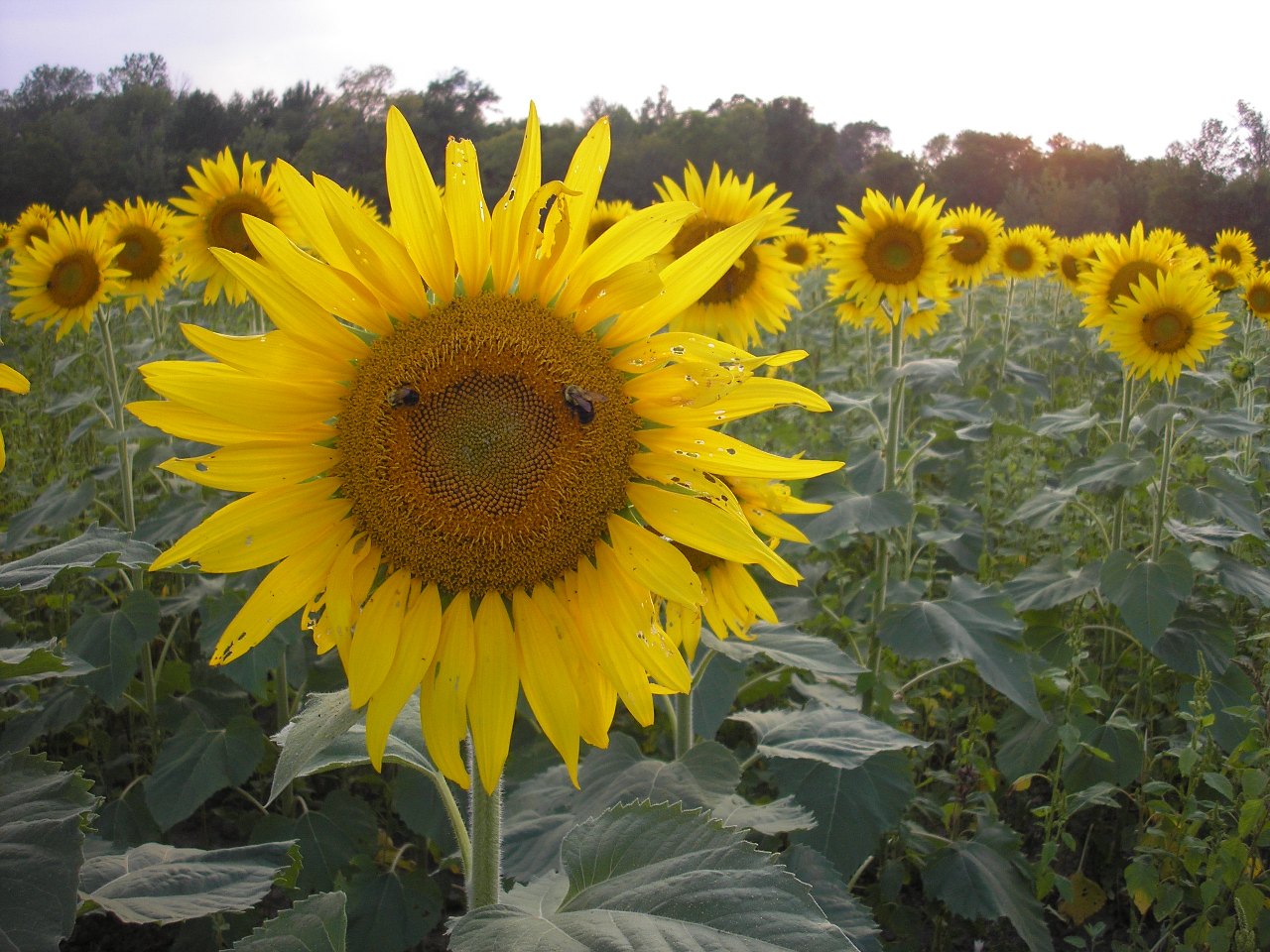 LIBERTY HOMESTEAD SUNFLOWER FIELDS . . . FOREVER