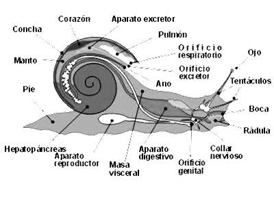 Aparato digestivo del caracol