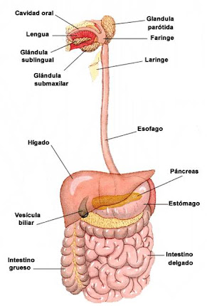 Digestivo de hombre