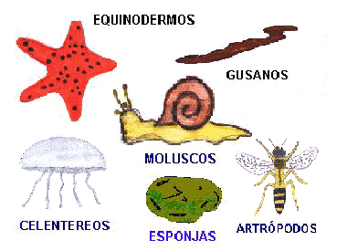 ANIMALES INVERTEBRADOS