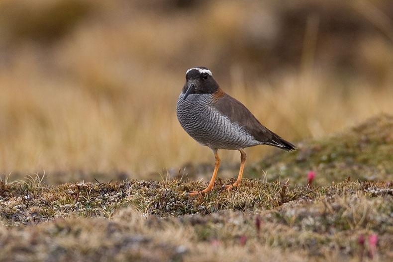 [PhegornisHarveyvandiek.jpg]