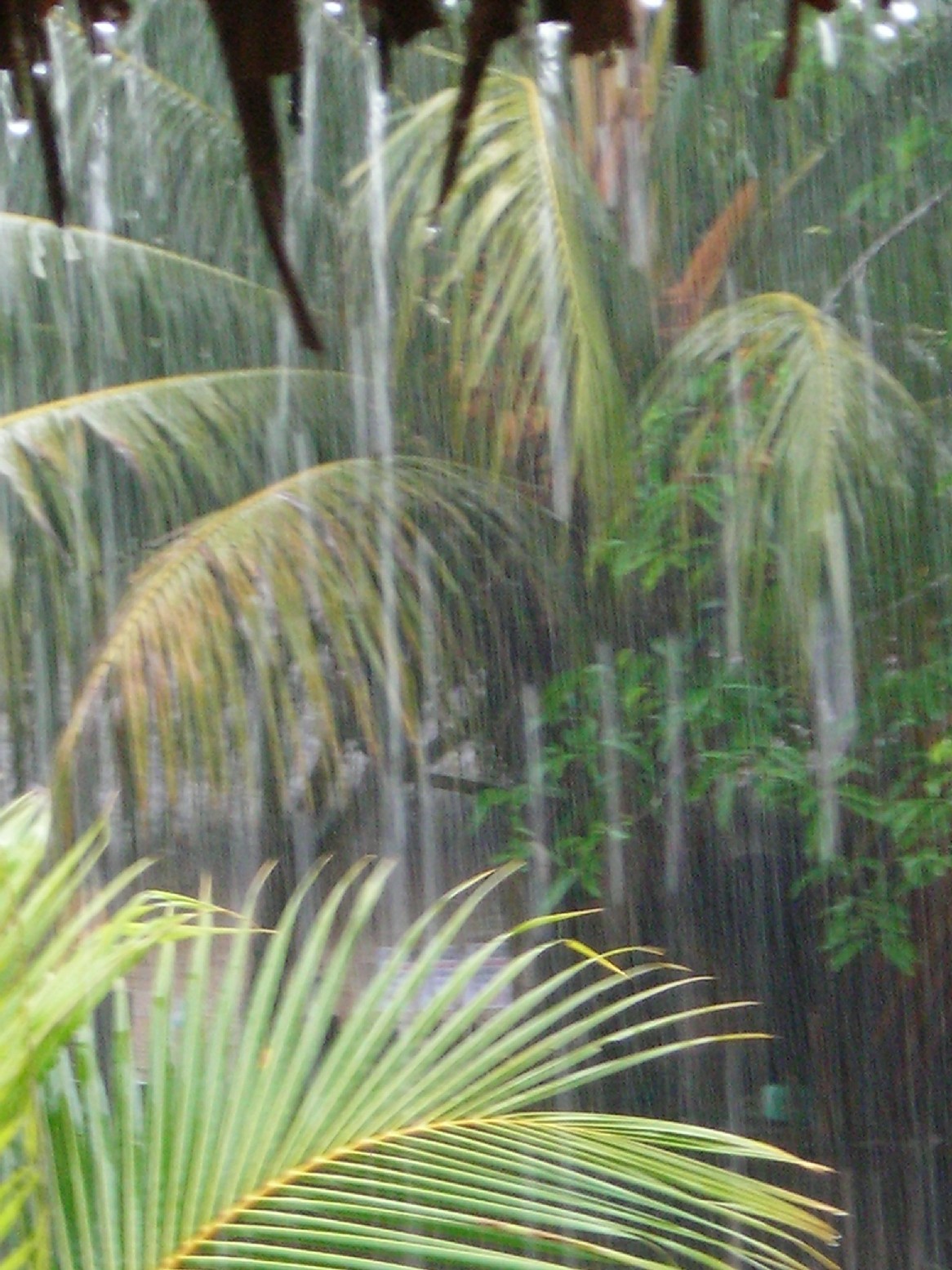 [rain.JPG]