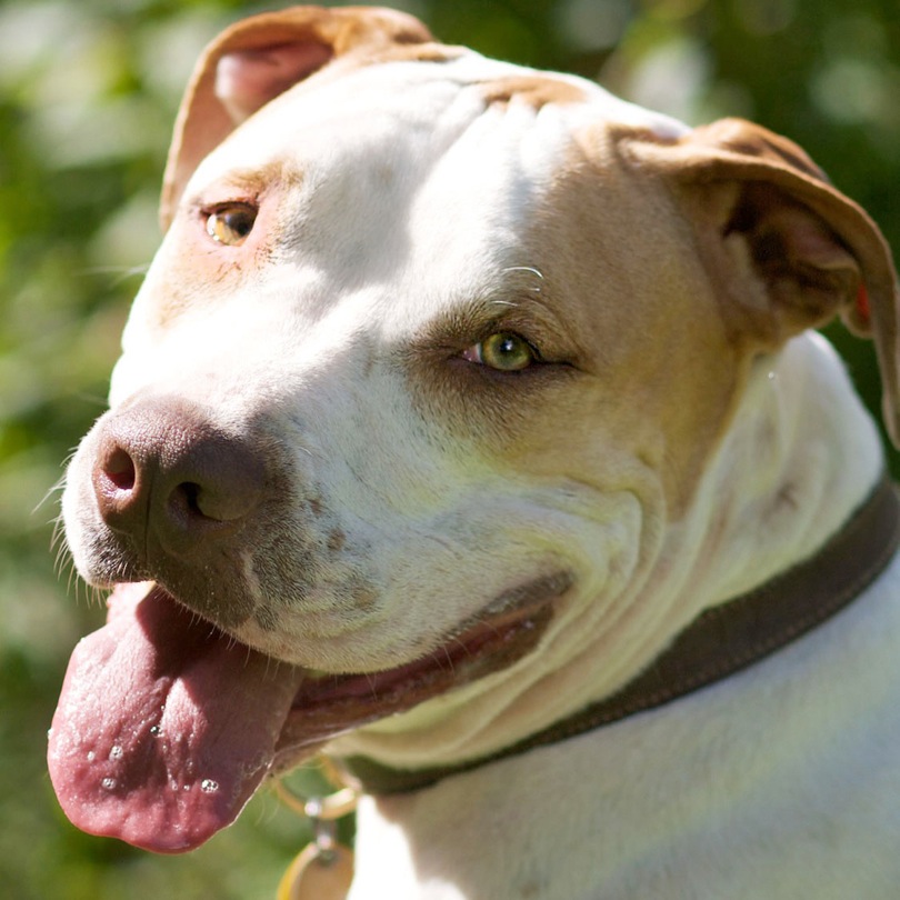 Dogo+argentino+mix+puppies