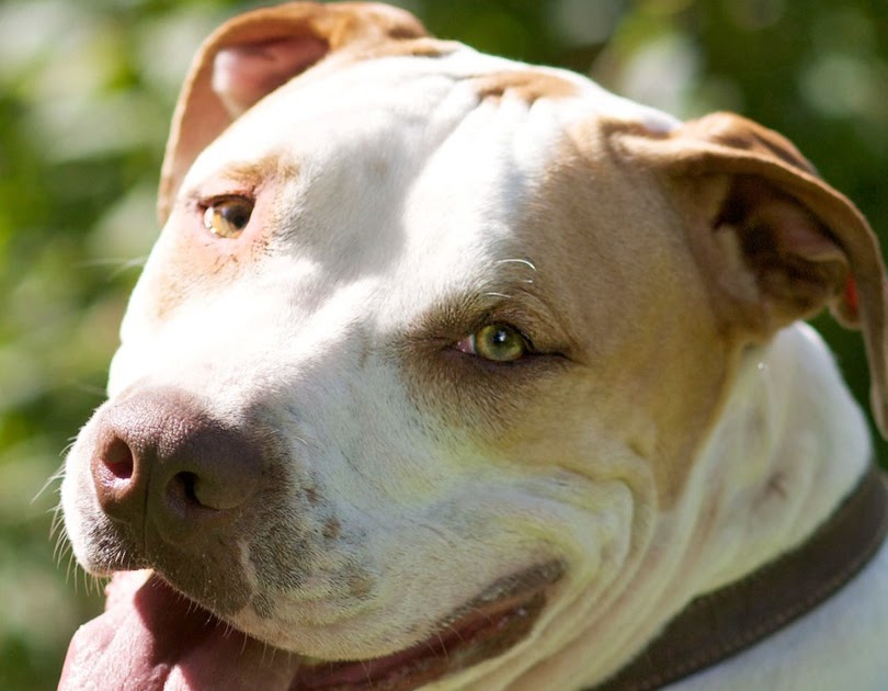 Love Like A Dog Iggy