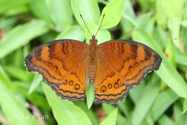 Wingspan of Adult Butterfly: 55-60mm. Caterpillar Local Host Plants: Ruellia ... Wingspan of Adult Butterfly: 55-60mm. Caterpillar Local Host Plants: Ruellia ...