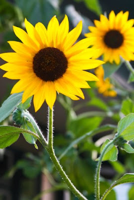 Sunflowers