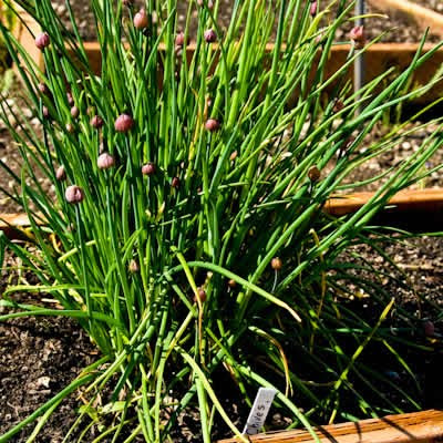 I love growing fresh herbs to use in the kitchen, and chives is one of my newest favorites. chives growing